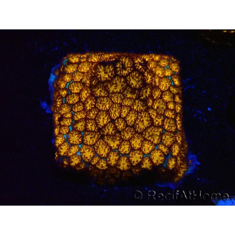 WYSIWYG - RAH Leptastrea Gold 3A7