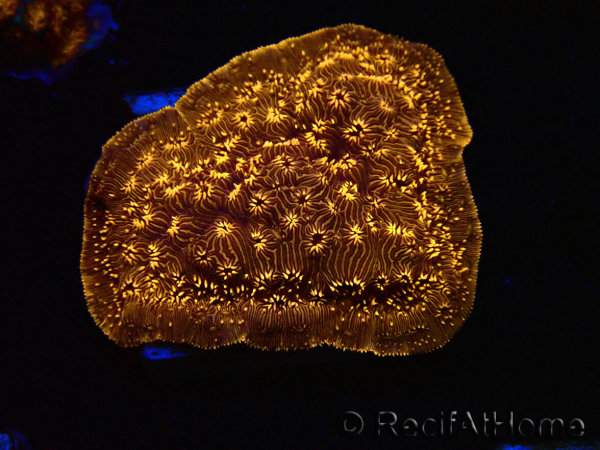 WYSIWYG - RAH Pavona maldivensis Orange