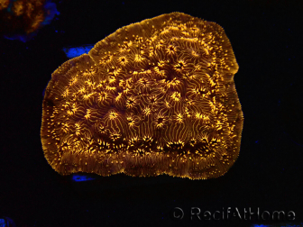 WYSIWYG - RAH Pavona maldivensis Orange