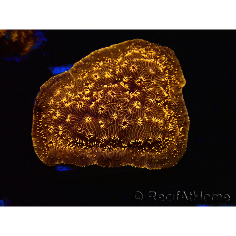 WYSIWYG - RAH Pavona maldivensis Orange