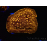 WYSIWYG - RAH Pavona maldivensis Orange 3C9