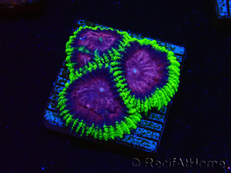 WYSIWYG - Favia Joker 3D3