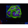 WYSIWYG - WWC Favia Space Monkey 3D5