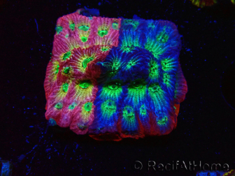 WYSIWYG - JF Favia Dayglo 3E6