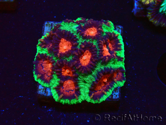 WYSIWYG - RAH Favites pineapple 3E10