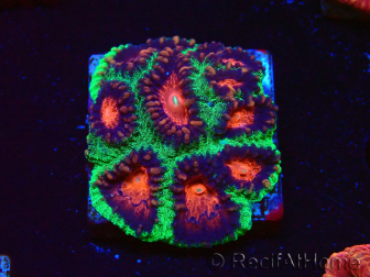 WYSIWYG - RAH Favites pineapple 3E12