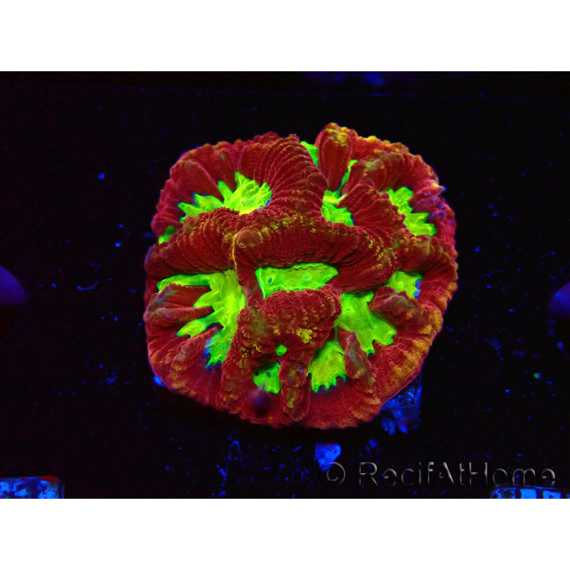 WYSIWYG - RAH Favia Vulcania 3F10