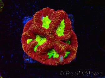 WYSIWYG - RAH Favia Vulcania 3F12
