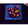 WYSIWYG - RAH Favites Skittles 3G5