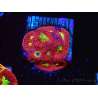 WYSIWYG - RAH Favites Rainbow Skittles 3G7