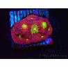 WYSIWYG - RAH Favites Rainbow Skittles 3G9