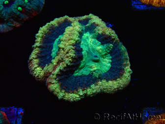 WYSIWYG - RAH Goniastrea Crown of Jewels 3H12