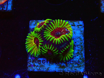WYSIWYG - RAH Favia Red Barcode