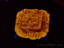WYSIWYG - JF Leptoseris Sun God