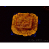 WYSIWYG - JF Leptoseris Sun God 3J7