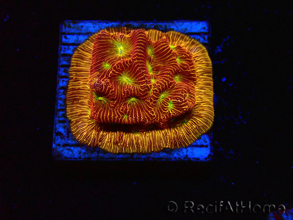 WYSIWYG - JF Leptoseris Jack O Lantern