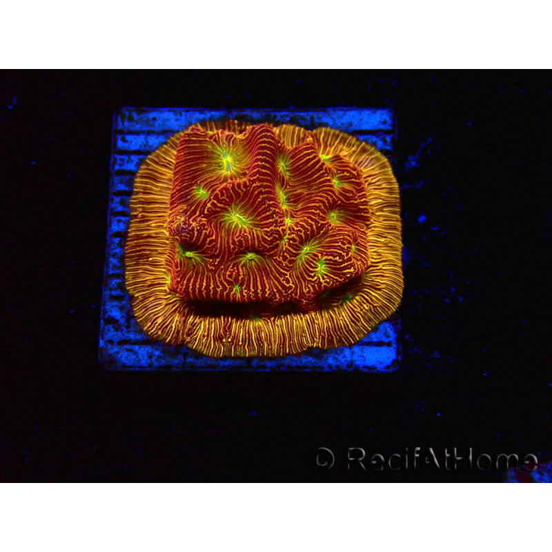 WYSIWYG - JF Leptoseris Jack O Lantern 3J10