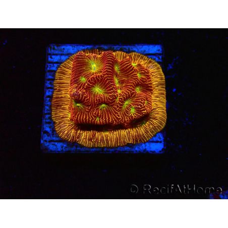 WYSIWYG - JF Leptoseris Jack O Lantern