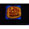 WYSIWYG - JF Leptoseris Jack O Lantern