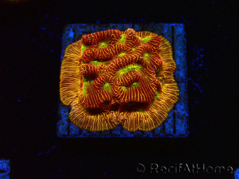 WYSIWYG - JF Leptoseris Jack O Lantern