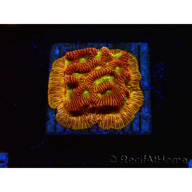 WYSIWYG - JF Leptoseris Jack O Lantern