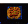 WYSIWYG - JF Leptoseris Jack O Lantern 3J11