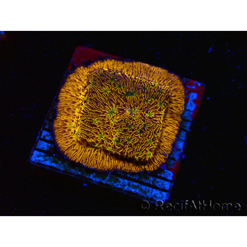 WYSIWYG - WWC Lithophyllon C3PO 3L4