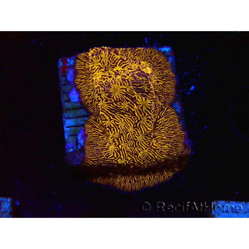 WYSIWYG - RAH Lithophyllon Gold 3L7