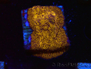 WYSIWYG - RAH Lithophyllon Gold