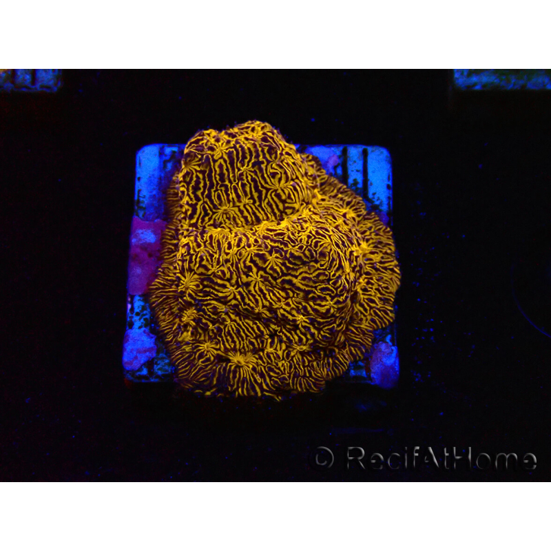 WYSIWYG - RAH Lithophyllon Gold 3L9