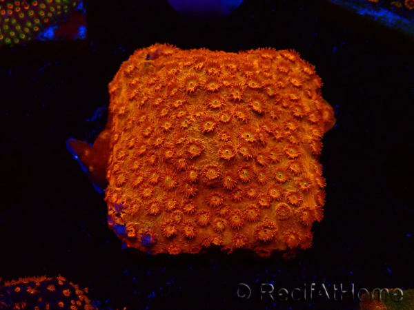 WYSIWYG - BigR Cyphastrea Sunkist 3M1
