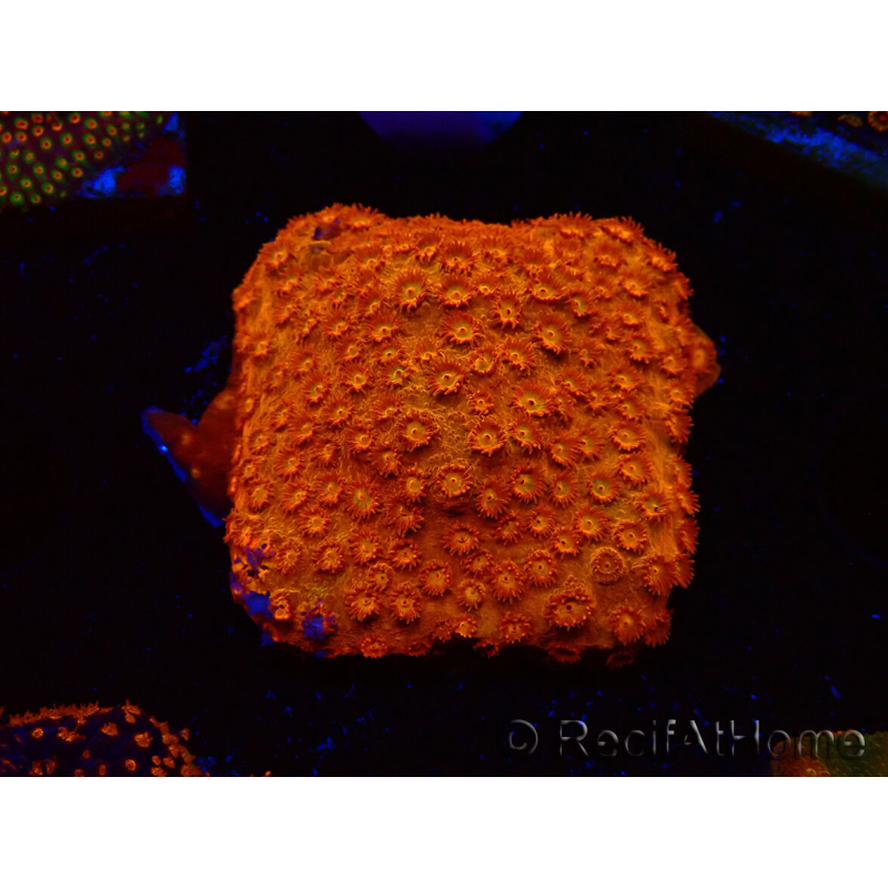 WYSIWYG - BigR Cyphastrea Sunkist