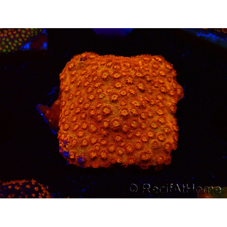 WYSIWYG - BigR Cyphastrea Sunkist