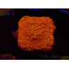 WYSIWYG - BigR Cyphastrea Sunkist