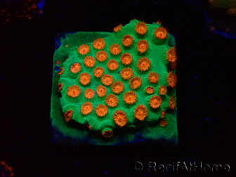 WYSIWYG - WWC Cyphastrea Jingle Bells 3M4
