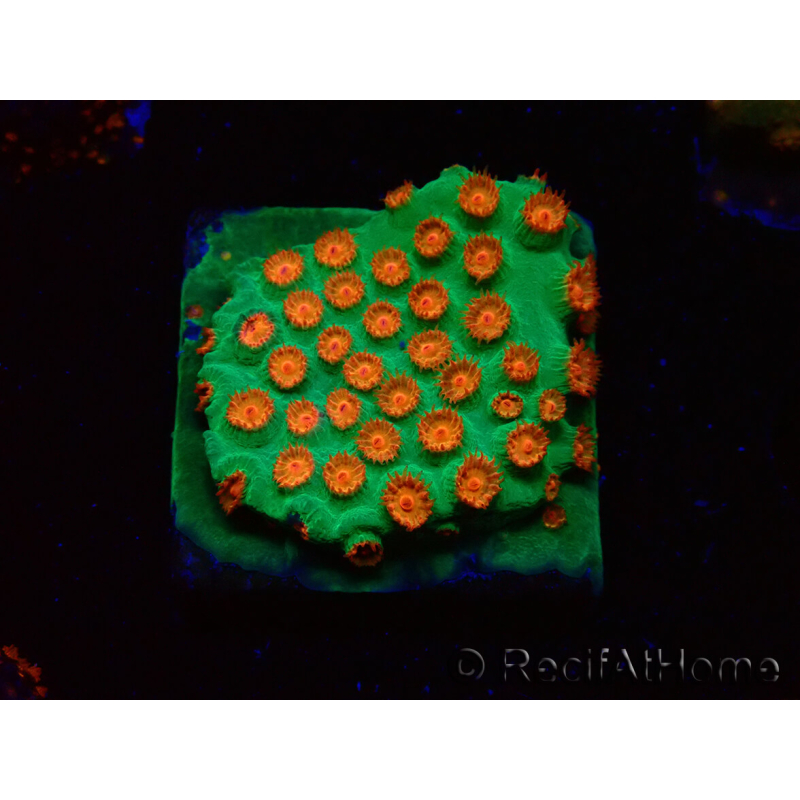 WYSIWYG - WWC Cyphastrea Jingle Bells