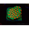 WYSIWYG - WWC Cyphastrea Jingle Bells