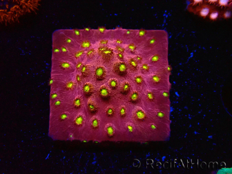 WYSIWYG - CB Cyphastrea Blingbling 3M9
