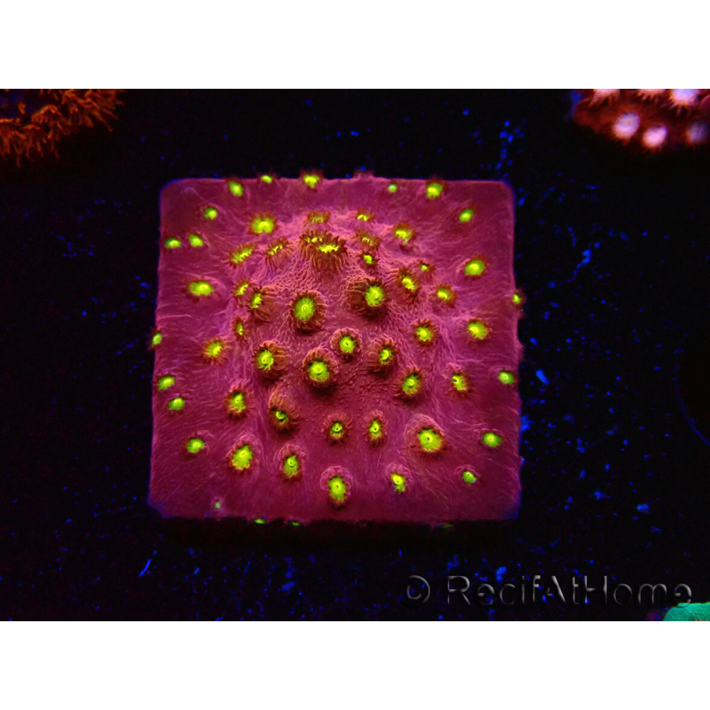 WYSIWYG - CB Cyphastrea Blingbling 3M9