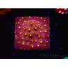 WYSIWYG - CB Cyphastrea Blingbling 3M9