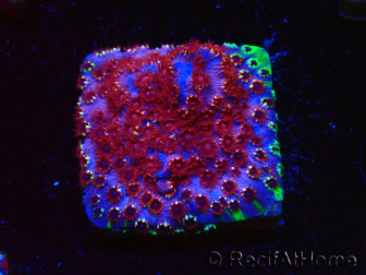 WYSIWYG - BigR Cyphastrea Skittles Bomb