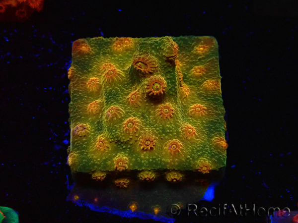 WYSIWYG - Tyree Cyphastrea Red Brick 3N10
