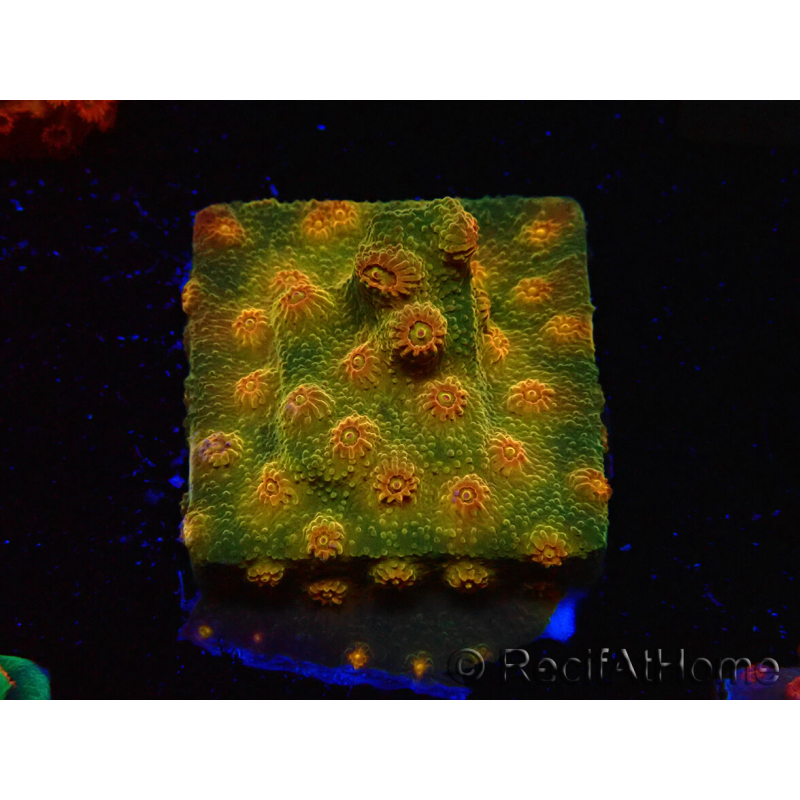 WYSIWYG - Tyree Cyphastrea Red Brick