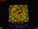WYSIWYG - Tyree Cyphastrea Red Brick