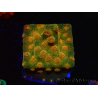WYSIWYG - Tyree Cyphastrea Red Brick