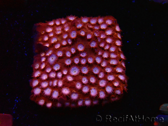 WYSIWYG - RAH Cyphastrea Moon Rocks 3O2