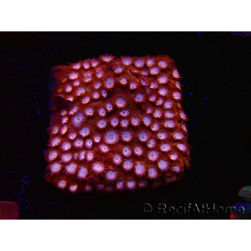 WYSIWYG - RAH Cyphastrea Moon Rocks