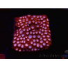 WYSIWYG - RAH Cyphastrea Moon Rocks