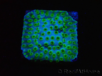 WYSIWYG - RAH Cyphastrea Minefiels 3O8