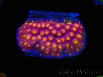 WYSIWYG - WWC Cyphastrea Rainbow Madness